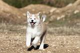 AKITA INU 025